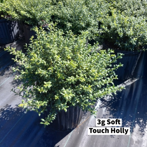 September 2022 3g Soft Touch Holly